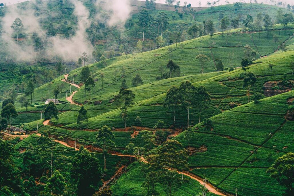 Day 8 - KANDY TO NUWARA ELIYA