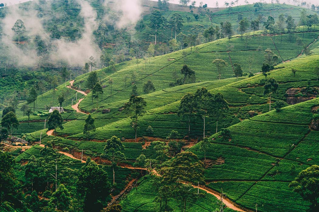 Day 05 - Nuwara Eliya