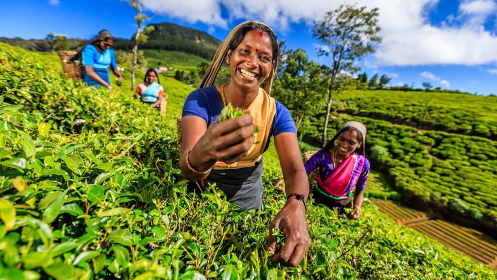 Day 8 - Tea Country at Leisure